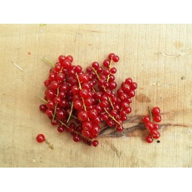 Ribes Rosso - 1 Vaschetta