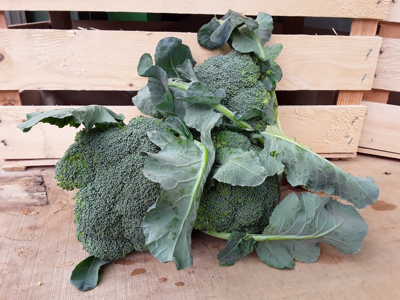 Broccolo Cassetta Grande di Verdura